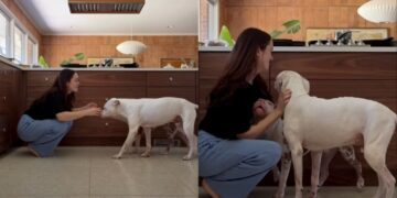 Soul Dog With Terminal Cancer Trains New Puppy To Love Mom