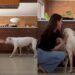 Soul Dog With Terminal Cancer Trains New Puppy To Love Mom