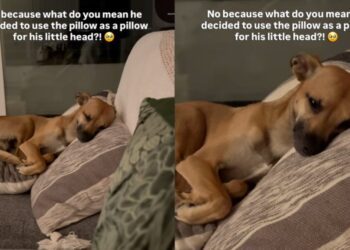 Dog Decides To Use the Pillow for His ‘Little Head,’ Leaves Human Completely Speechless