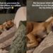 Dog Decides To Use the Pillow for His ‘Little Head,’ Leaves Human Completely Speechless