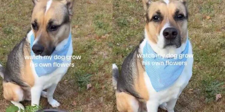 Dog Grows His Own Plants Like They’re His Babies, With a Little Help From Human