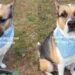Dog Grows His Own Plants Like They’re His Babies, With a Little Help From Human