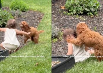 Dog Chases Toddler in the Backyard Until She Falls, Then Comforts Her With Sweet Kisses