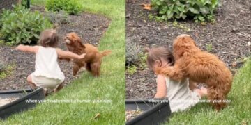Dog Chases Toddler in the Backyard Until She Falls, Then Comforts Her With Sweet Kisses