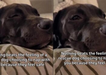 Rescue Dog Chooses the Safest Spot for a Nap & You Won’t Believe Where It Is