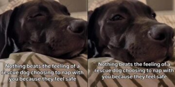 Rescue Dog Chooses the Safest Spot for a Nap & You Won’t Believe Where It Is