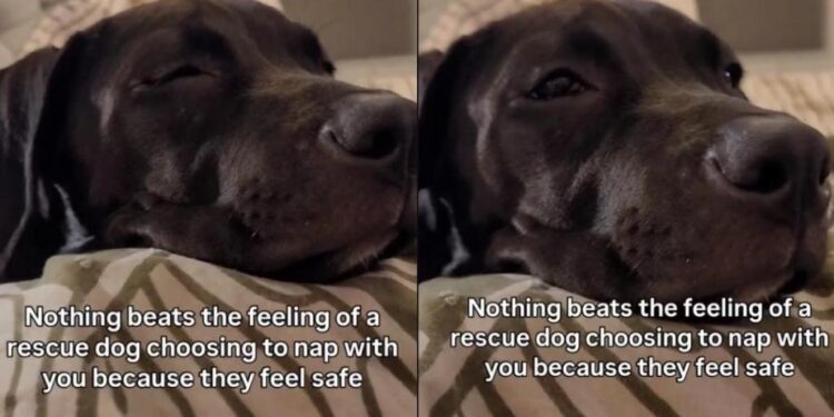 Rescue Dog Chooses the Safest Spot for a Nap & You Won’t Believe Where It Is