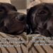 Rescue Dog Chooses the Safest Spot for a Nap & You Won’t Believe Where It Is