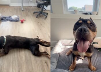 Rescue Dog Once a Stray Chooses the Floor Over the Bed & Makes Human Realize the Sad Truth