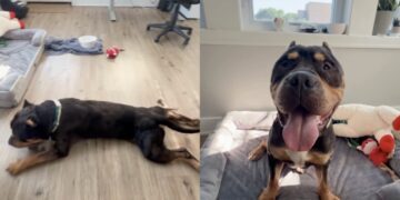 Rescue Dog Once a Stray Chooses the Floor Over the Bed & Makes Human Realize the Sad Truth