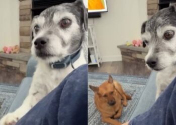 Human Won’t Pet Service Dog, but He Knows She Needs His Touch & Does This Anyway