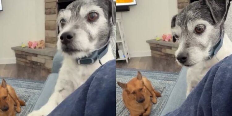 Human Won’t Pet Service Dog, but He Knows She Needs His Touch & Does This Anyway