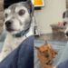 Human Won’t Pet Service Dog, but He Knows She Needs His Touch & Does This Anyway