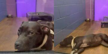 Shelter Dog Leans on the Wall Like a ‘Baby’ & Human Knows Her Life Shouldn’t Look Like This