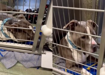 Shelter Dog Wonders Why He’s Still Waiting in a Kennel, Shows Human What Giving up Looks Like