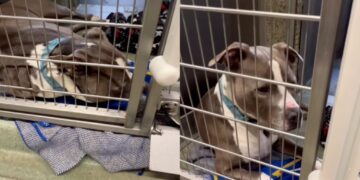 Shelter Dog Wonders Why He’s Still Waiting in a Kennel, Shows Human What Giving up Looks Like