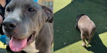 Shelter Dog Finally Feels the Sun Outside Her Kennel, Then Freezes When It’s Time To Go Back