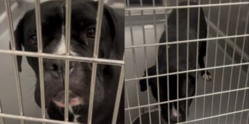Shelter Dog Eagerly Looks Outside Her Kennel, Pleading for Rescue Before Her Time Runs Out