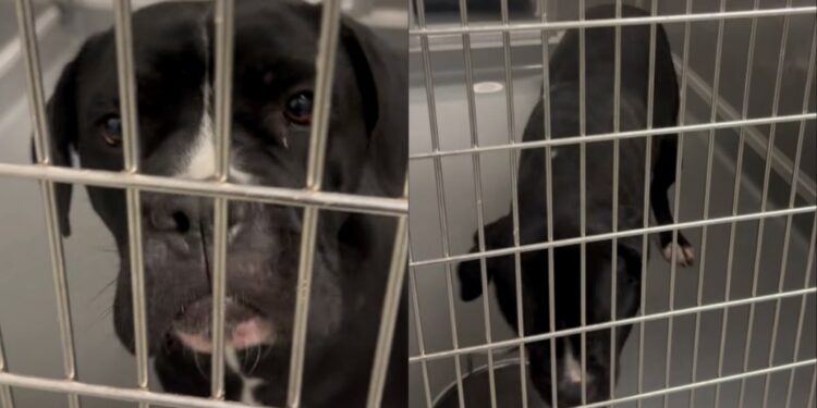 Shelter Dog Eagerly Looks Outside Her Kennel, Pleading for Rescue Before Her Time Runs Out