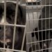 Shelter Dog Eagerly Looks Outside Her Kennel, Pleading for Rescue Before Her Time Runs Out