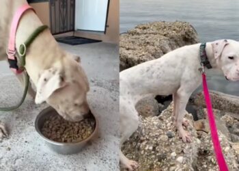 Stray Dog Going Door to Door for Help Shows up at a House, Unaware the Humans Won’t Look Away