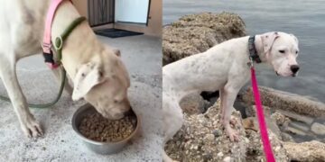 Stray Dog Going Door to Door for Help Shows up at a House, Unaware the Humans Won’t Look Away