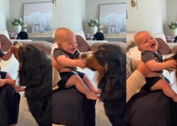 Family Dog Makes Baby Giggle Nonstop With Sweet Little Kisses