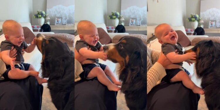 Family Dog Makes Baby Giggle Nonstop With Sweet Little Kisses