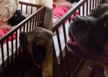 Human Tells Big Dog Not To Wake the Sleeping Baby, but He Throws a Tantrum & Does It Anyway