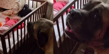 Human Tells Big Dog Not To Wake the Sleeping Baby, but He Throws a Tantrum & Does It Anyway
