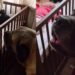 Human Tells Big Dog Not To Wake the Sleeping Baby, but He Throws a Tantrum & Does It Anyway