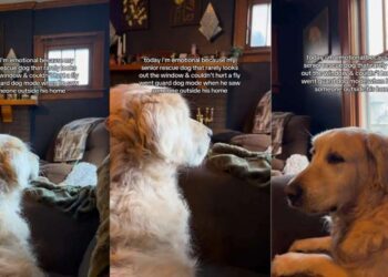 Senior Golden Retriever Spots Someone Outside — Then Gives Family a Reaction They’ve Never Seen Before