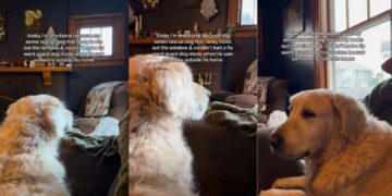 Senior Golden Retriever Spots Someone Outside — Then Gives Family a Reaction They’ve Never Seen Before