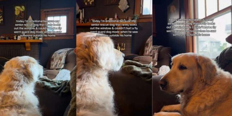 Senior Golden Retriever Spots Someone Outside — Then Gives Family a Reaction They’ve Never Seen Before