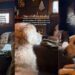 Senior Golden Retriever Spots Someone Outside — Then Gives Family a Reaction They’ve Never Seen Before