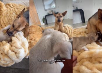 Rescue Dog Gets Overwhelmed by Foster Puppy’s Cuteness, Then Instantly Regrets It