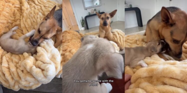 Rescue Dog Gets Overwhelmed by Foster Puppy’s Cuteness, Then Instantly Regrets It