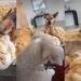 Rescue Dog Gets Overwhelmed by Foster Puppy’s Cuteness, Then Instantly Regrets It