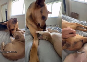 Rescue Dog Realizes Foster Pup Needs the Love He’s Missing From His Mom & Does This