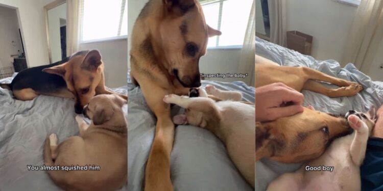 Rescue Dog Realizes Foster Pup Needs the Love He’s Missing From His Mom & Does This