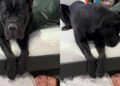 Dog Becomes Mom’s Little Helper When Boy Refuses To Get up for His First Day of School