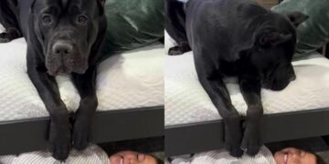 Dog Becomes Mom’s Little Helper When Boy Refuses To Get up for His First Day of School