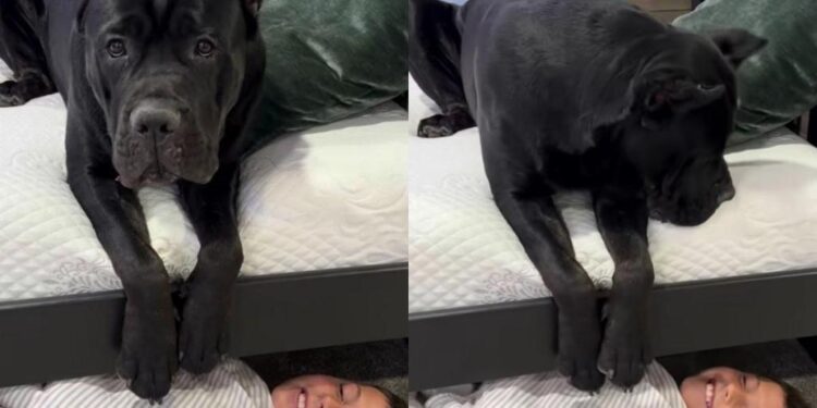Dog Becomes Mom’s Little Helper When Boy Refuses To Get up for His First Day of School