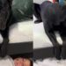 Dog Becomes Mom’s Little Helper When Boy Refuses To Get up for His First Day of School