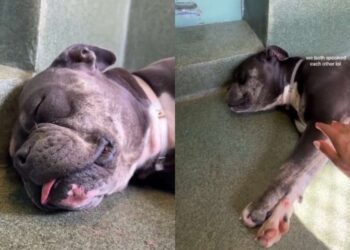 Shelter Dog Sleeps in Her Kennel Through Chaos & Barking, Until Human Offers What She Needs