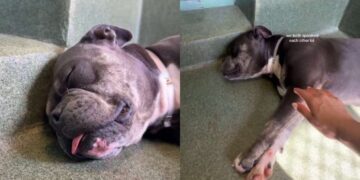 Shelter Dog Sleeps in Her Kennel Through Chaos & Barking, Until Human Offers What She Needs