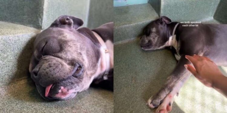 Shelter Dog Sleeps in Her Kennel Through Chaos & Barking, Until Human Offers What She Needs