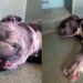 Shelter Dog Sleeps in Her Kennel Through Chaos & Barking, Until Human Offers What She Needs