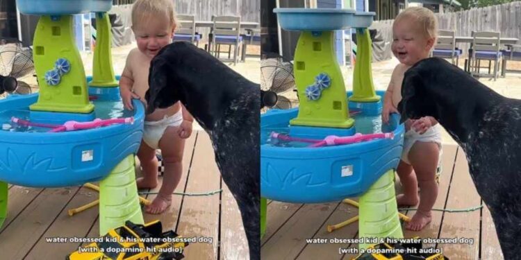 Dog Plays a Backyard Game With Toddler & Watches Him Laugh Like It’s Her Favorite Thing