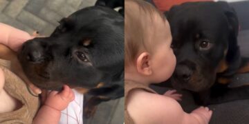 Big Dog Loves Babies & You Can Tell by the Way He’s Always So Gentle